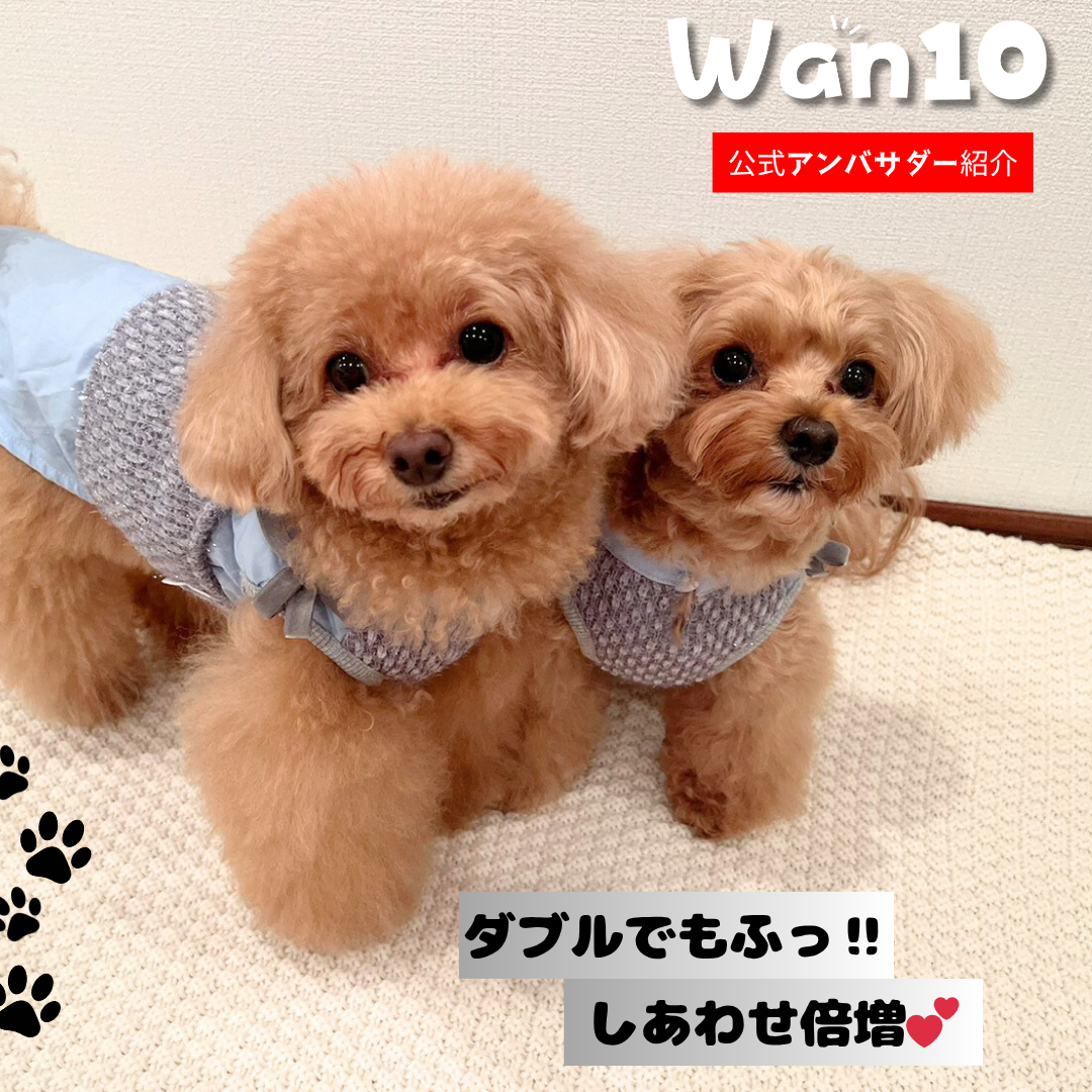 むぎちゃん（トイプードル）と もちちゃん（マルプー）